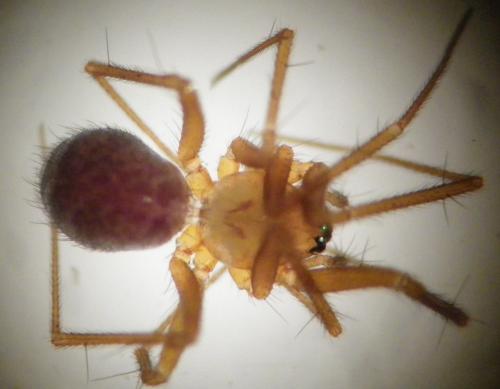 Réf. 270 722 : Palliduphantes pallidus